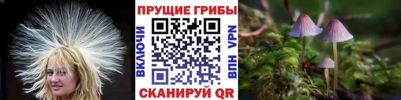 Псилоцибиновые грибы мицелий  Рославль 